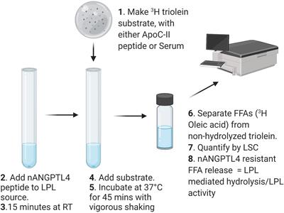 Using Synthetic ApoC-II Peptides and nAngptl4 Fragments to Measure Lipoprotein Lipase Activity in Radiometric and Fluorescent Assays